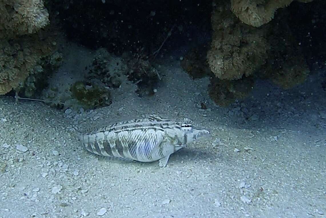 Image of Southern sharpnose sandperch