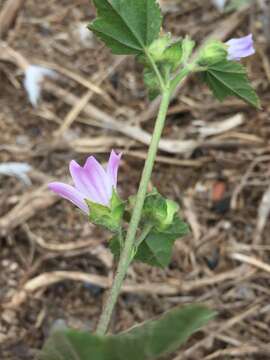 Image of Cornish mallow