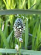 Plancia ëd Plantago lagopus L.