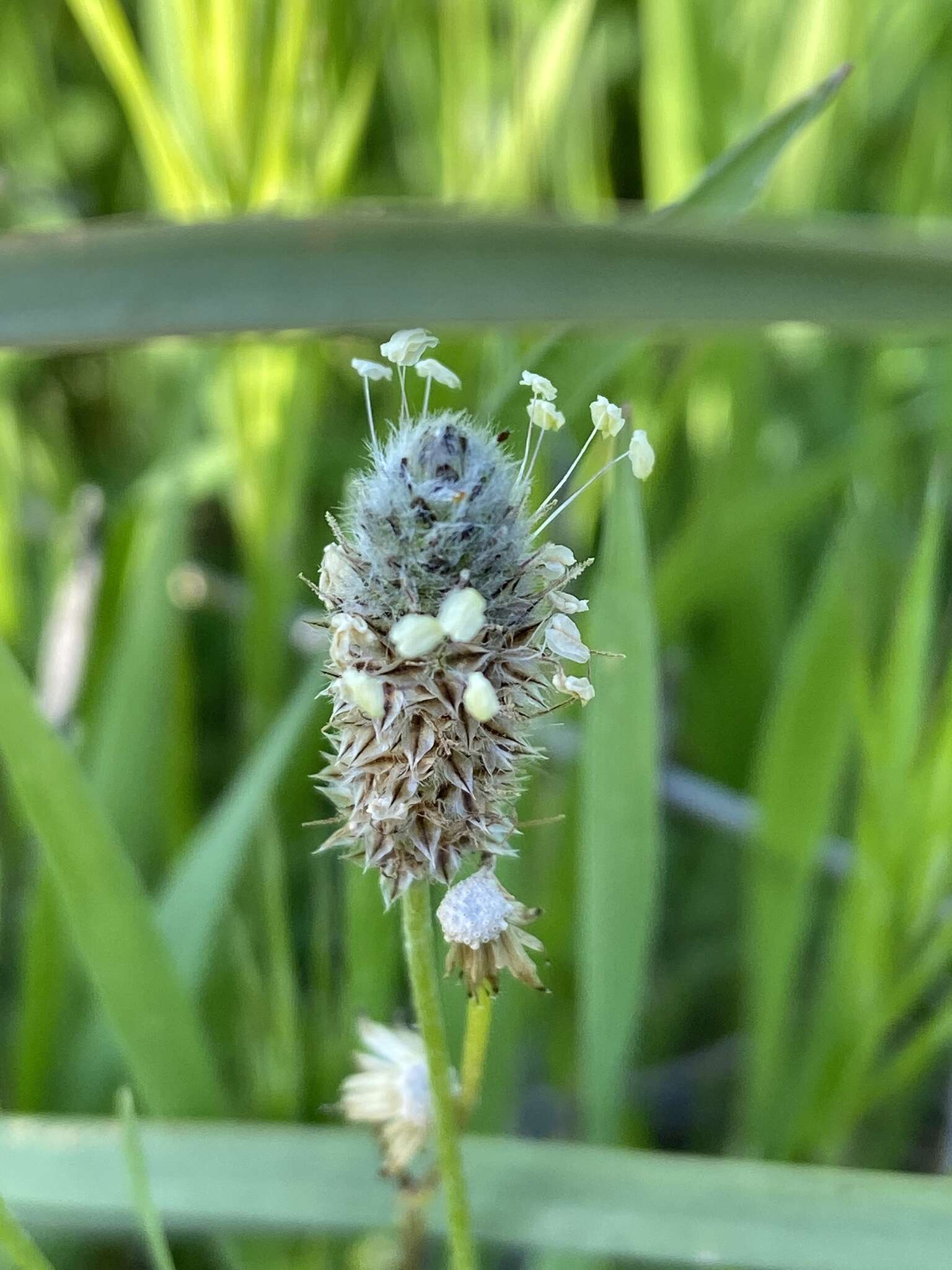 Plancia ëd Plantago lagopus L.