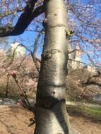 صورة Prunus yedoensis Matsum.