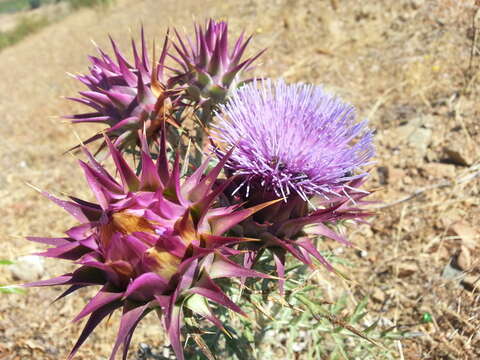 Image of Cynara algarbiensis Coss. ex Mariz