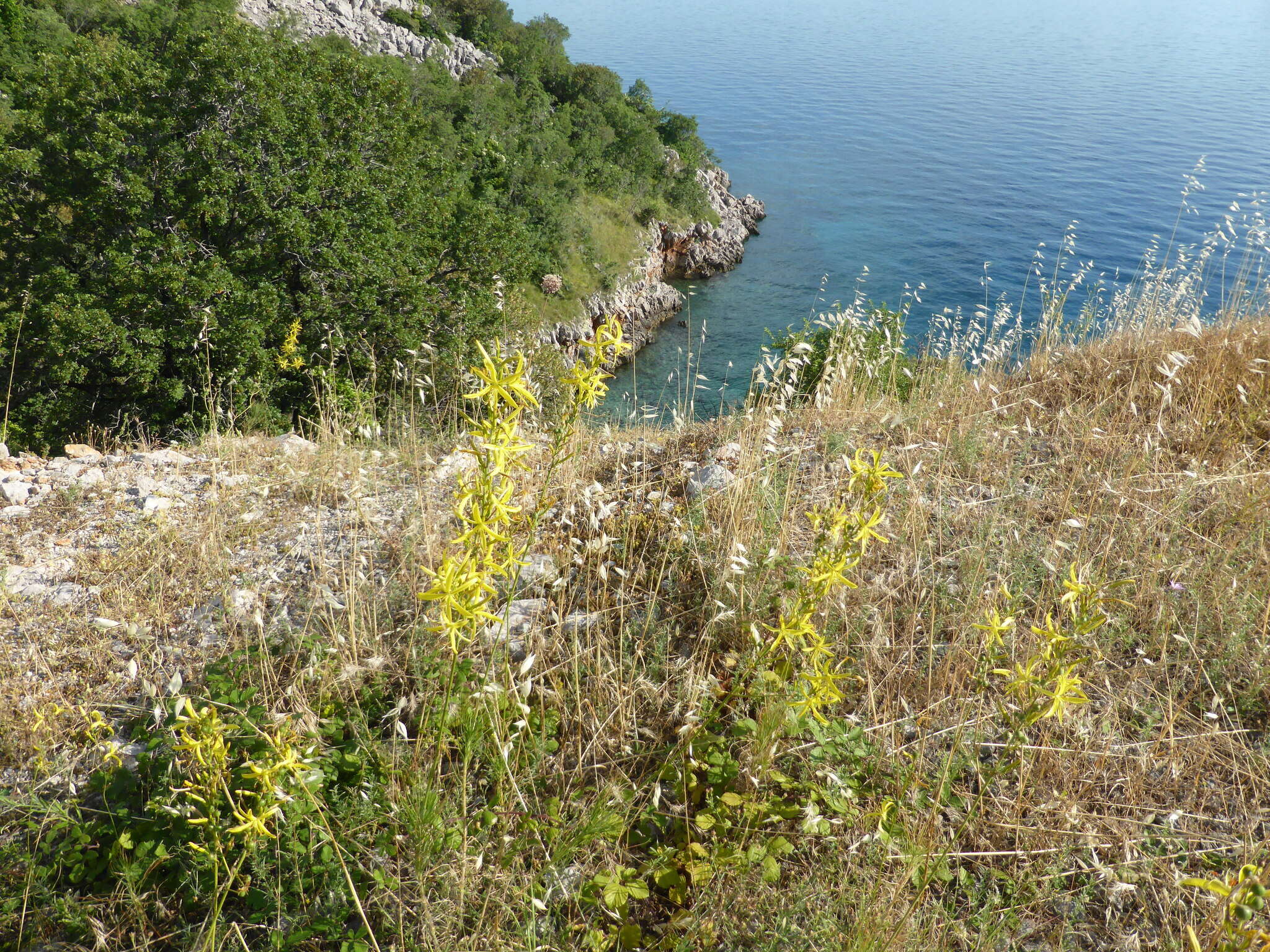 Image of Asphodeline liburnica (Scop.) Rchb.