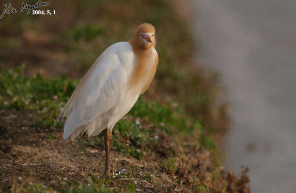 Image of Bubulcus ibis coromandus