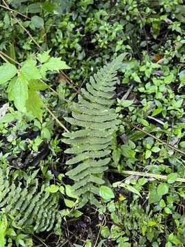 Image of Dryopteris cycadina (Franch. & Sav.) C. Chr.