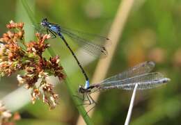 Image of Antiagrion antigone Ris 1928