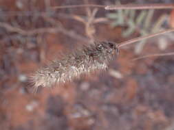 Imagem de Enneapogon cenchroides (Licht.) C. E. Hubb.