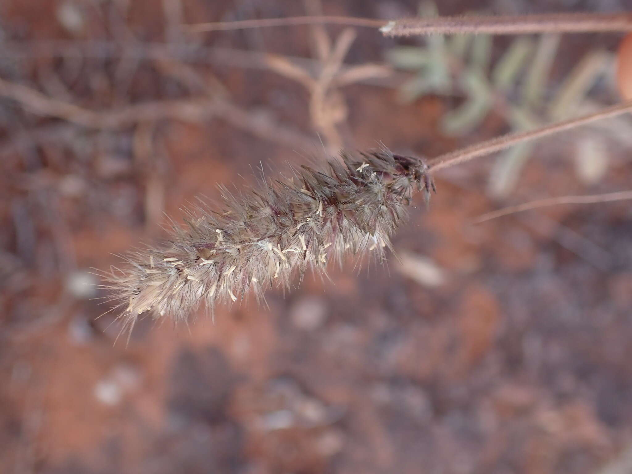 Image of soft feather pappusgrass