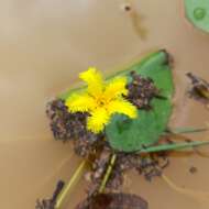 Image of Nymphoides fallax Ornduff