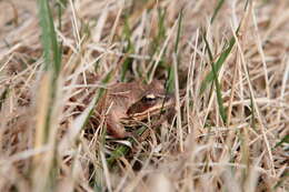 Image of Altai Brown Frog (Altai Mountains Populations)