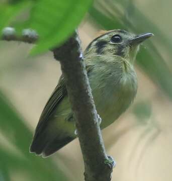 Platyrinchus coronatus Sclater & PL 1858的圖片