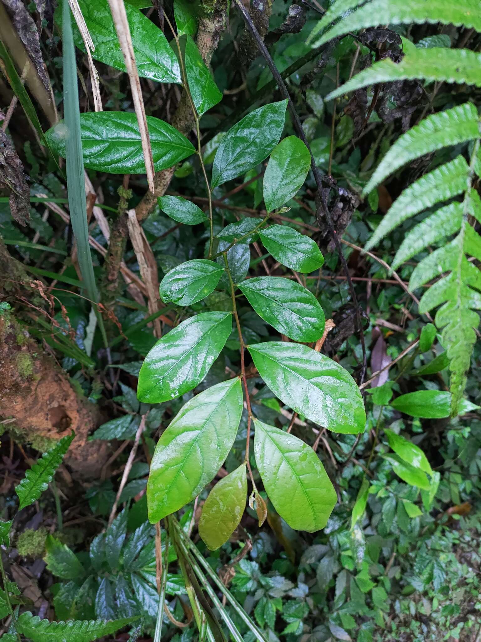 Слика од Phyllanthus meghalayensis Chakrab. & N. P. Balakr.