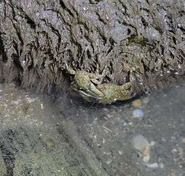 Image of green porcelain crab