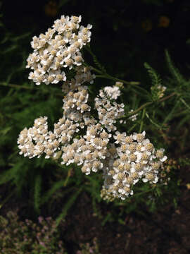 Image of yarrow, milfoil