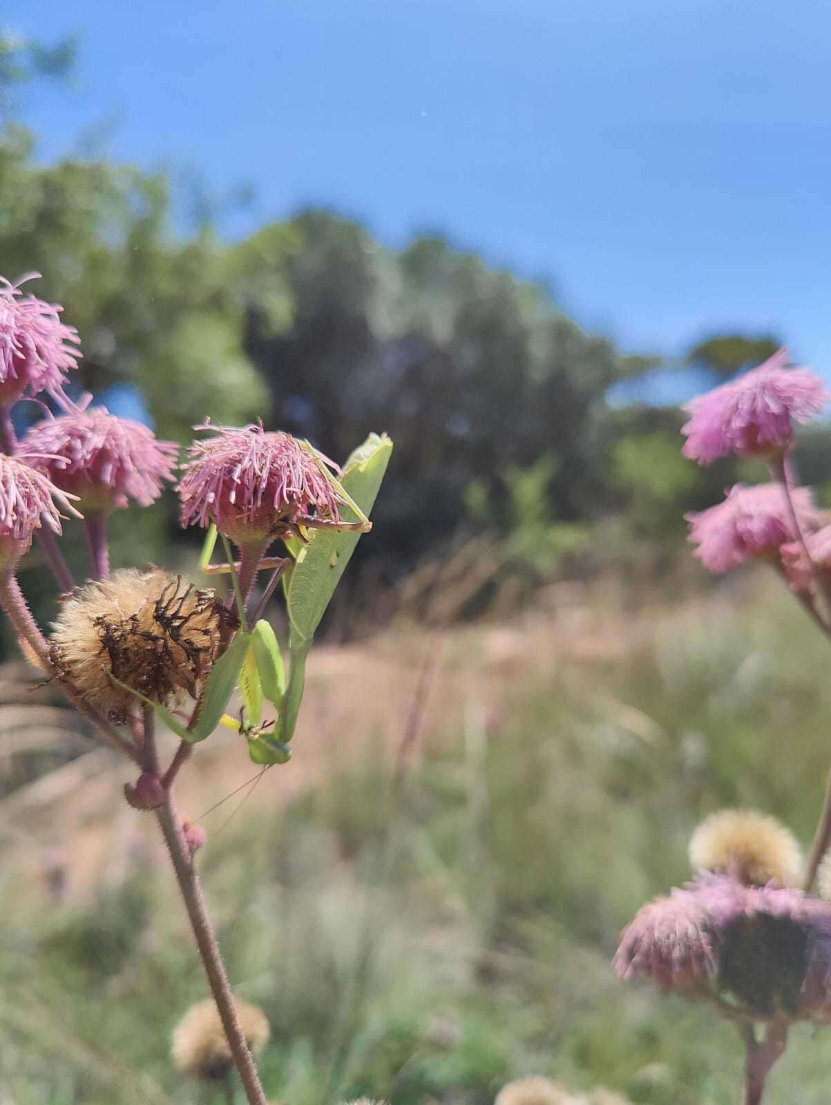 Image of African mantis