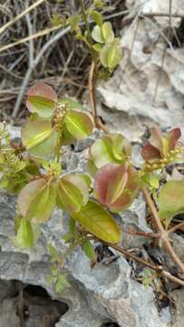 Image de Combretum albiflorum (Tul.) C. C. H. Jongkind