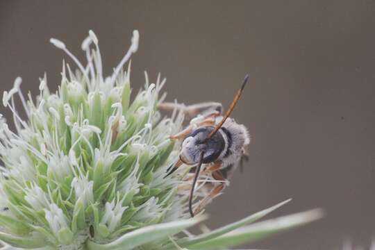 Image de Halictus brunnescens (Eversmann 1852)