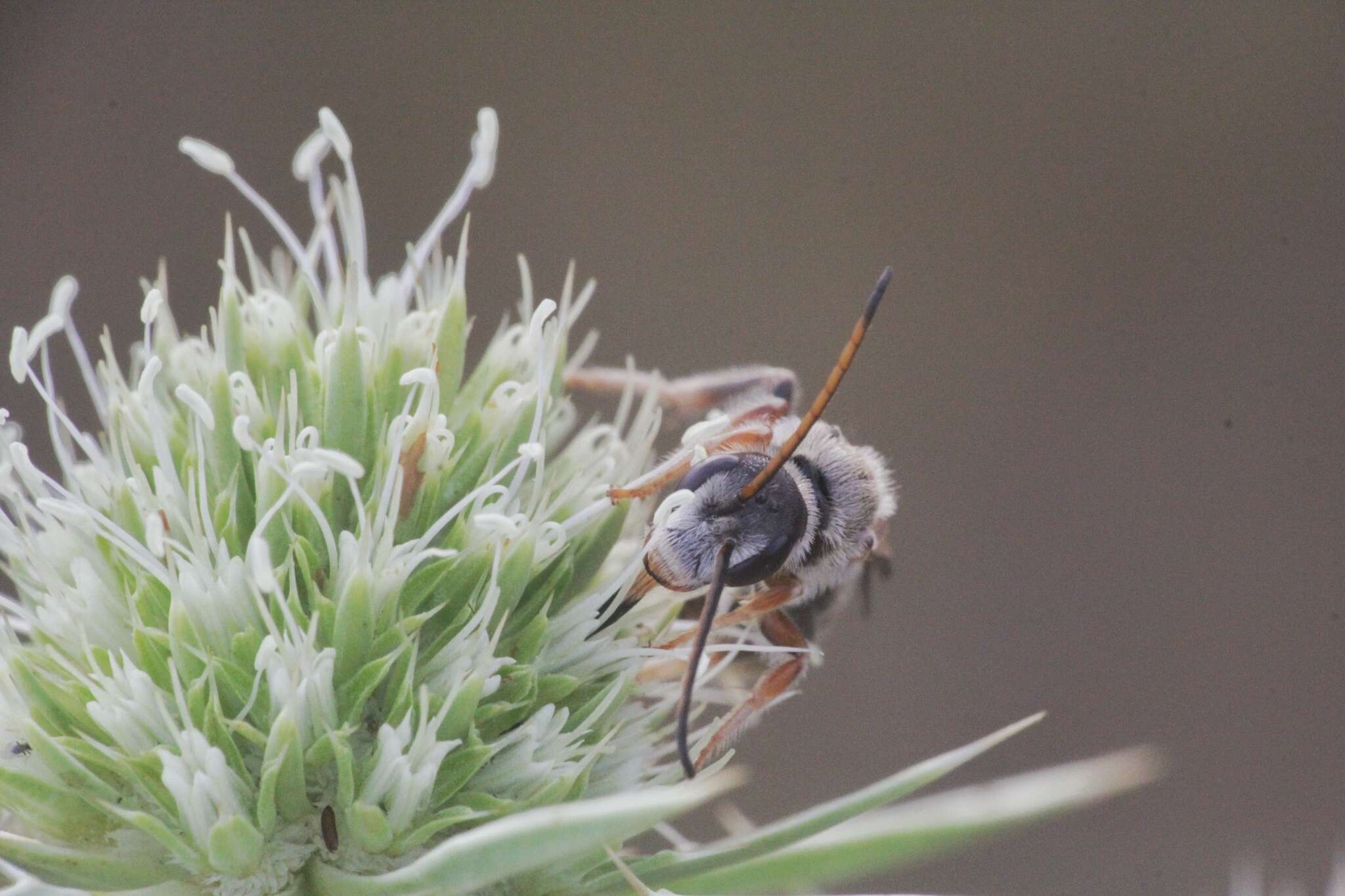 Halictus brunnescens (Eversmann 1852) resmi