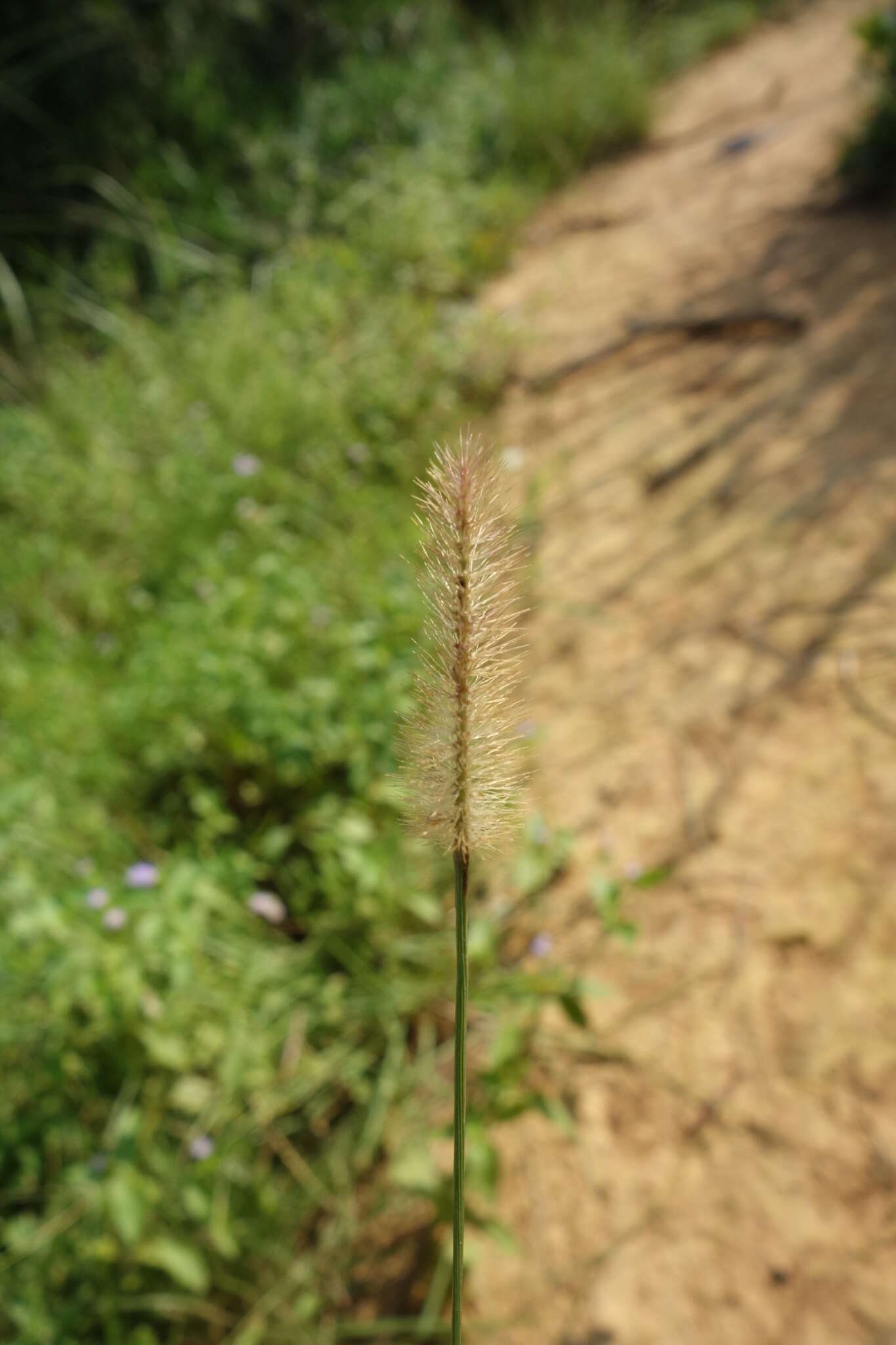 Image of Yellow Bristle Grass