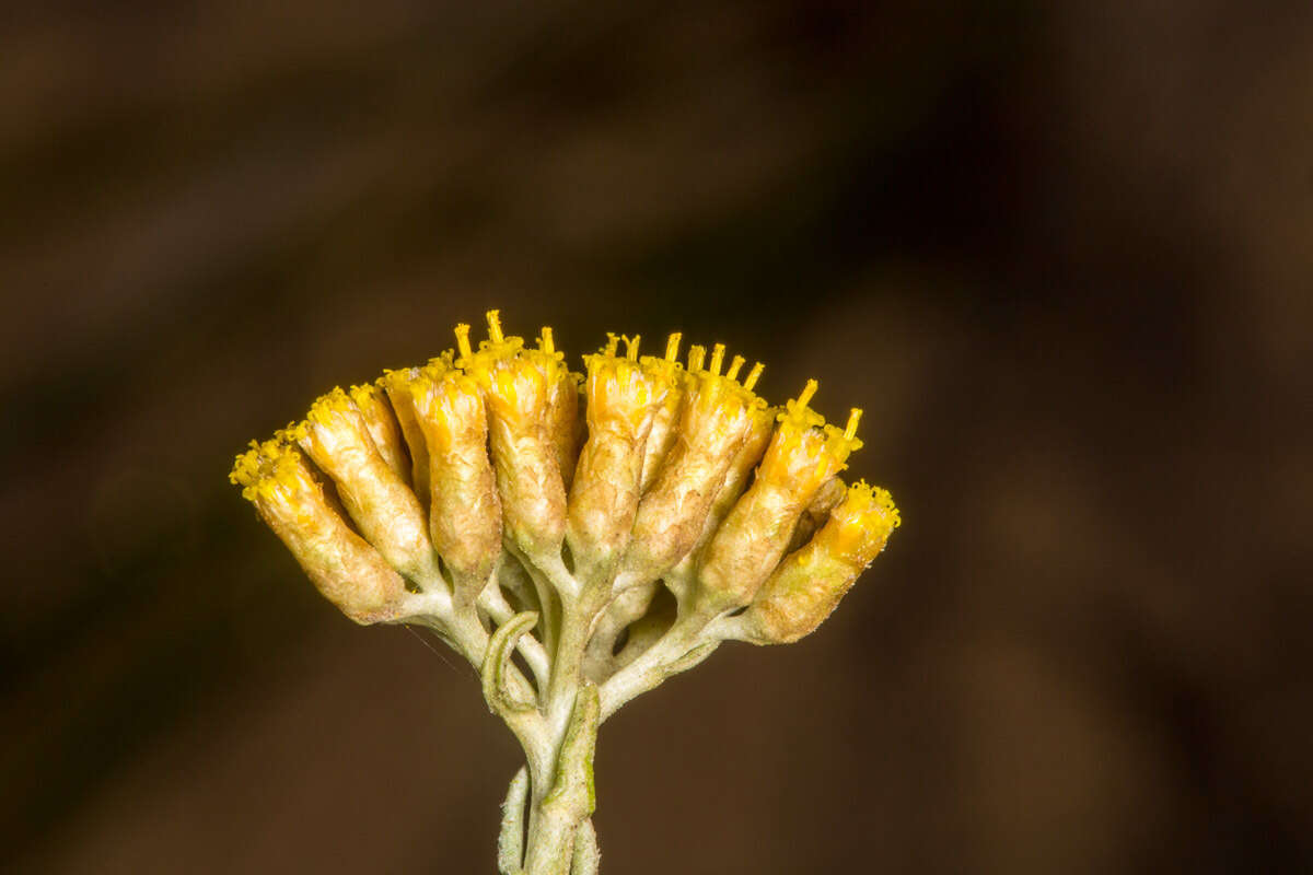 Слика од Helichrysum italicum subsp. microphyllum (Willd.) Nym.