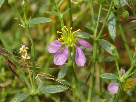 Image of Fagonia indica Burm. fil.