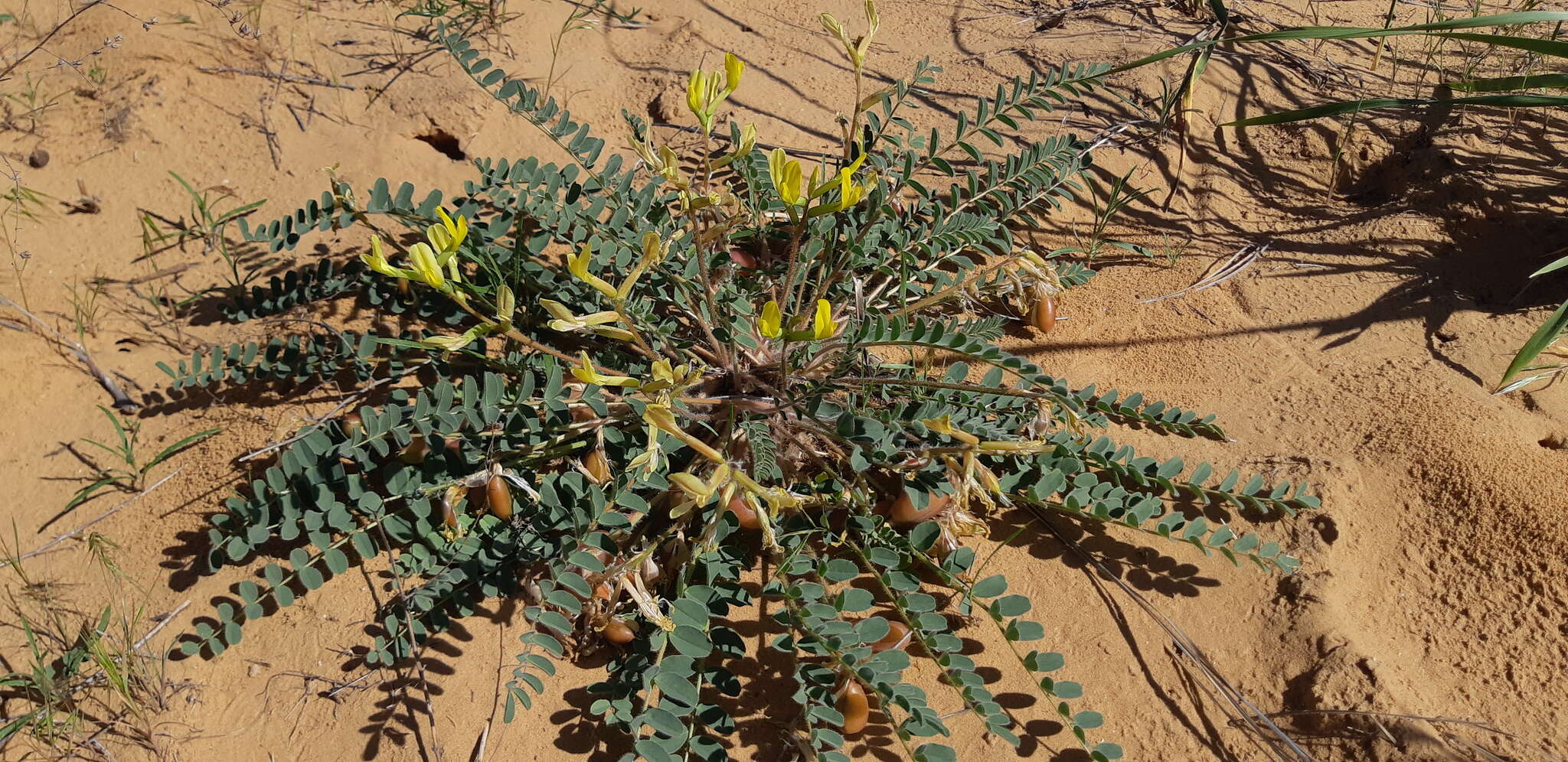 Imagem de Astragalus longipetalus Chater