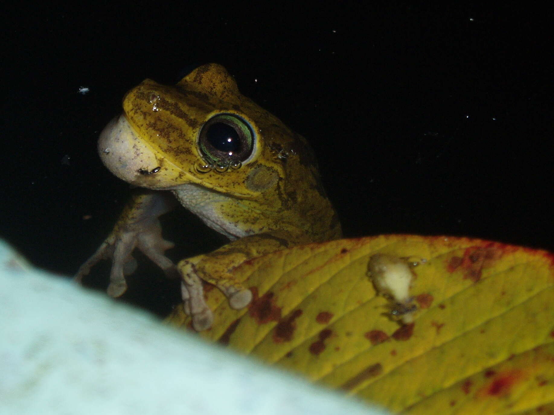 Image of Chirique-Flusse Treefrog