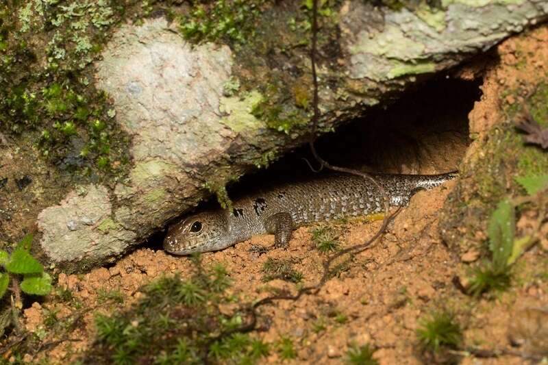 صورة Sphenomorphus praesignis (Boulenger 1900)