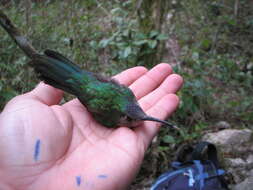 Image of Curve-winged Sabrewing