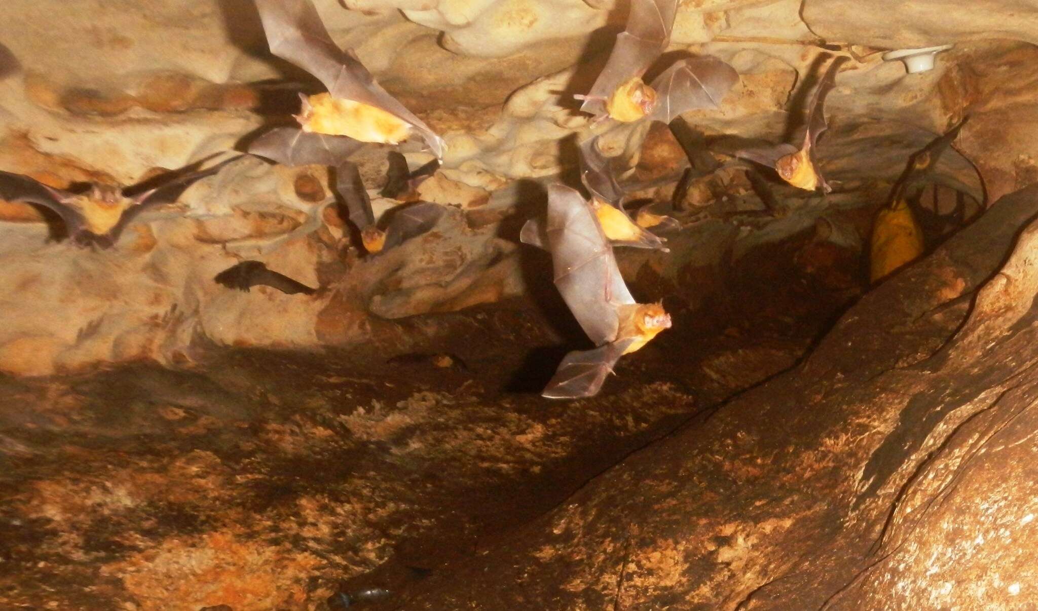 Image of Orange-throated Bat