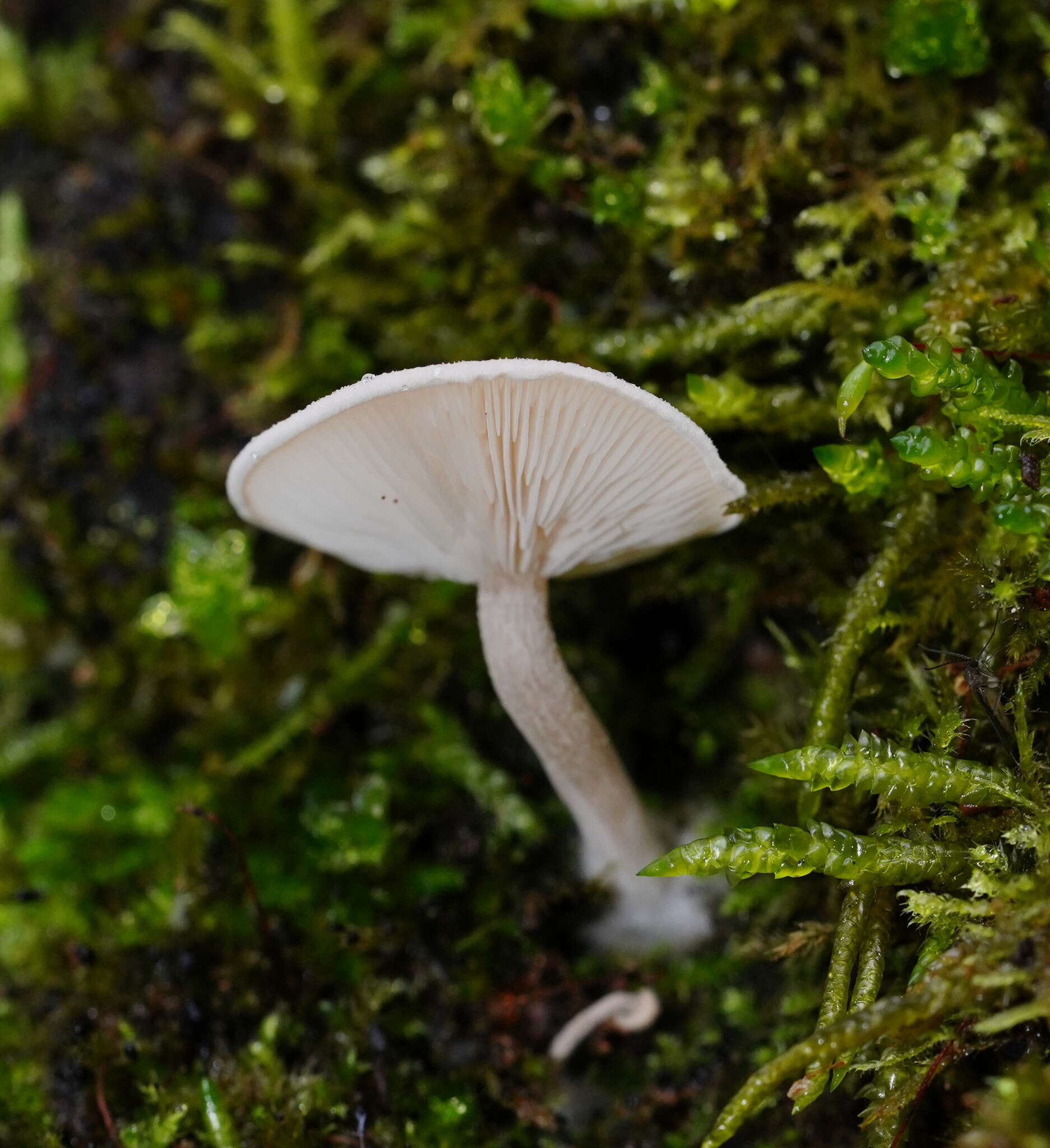 Слика од Clitocybe semiocculta Cleland 1927