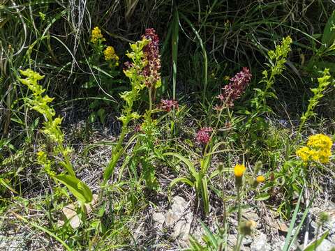 Image of Ballerina Orchid