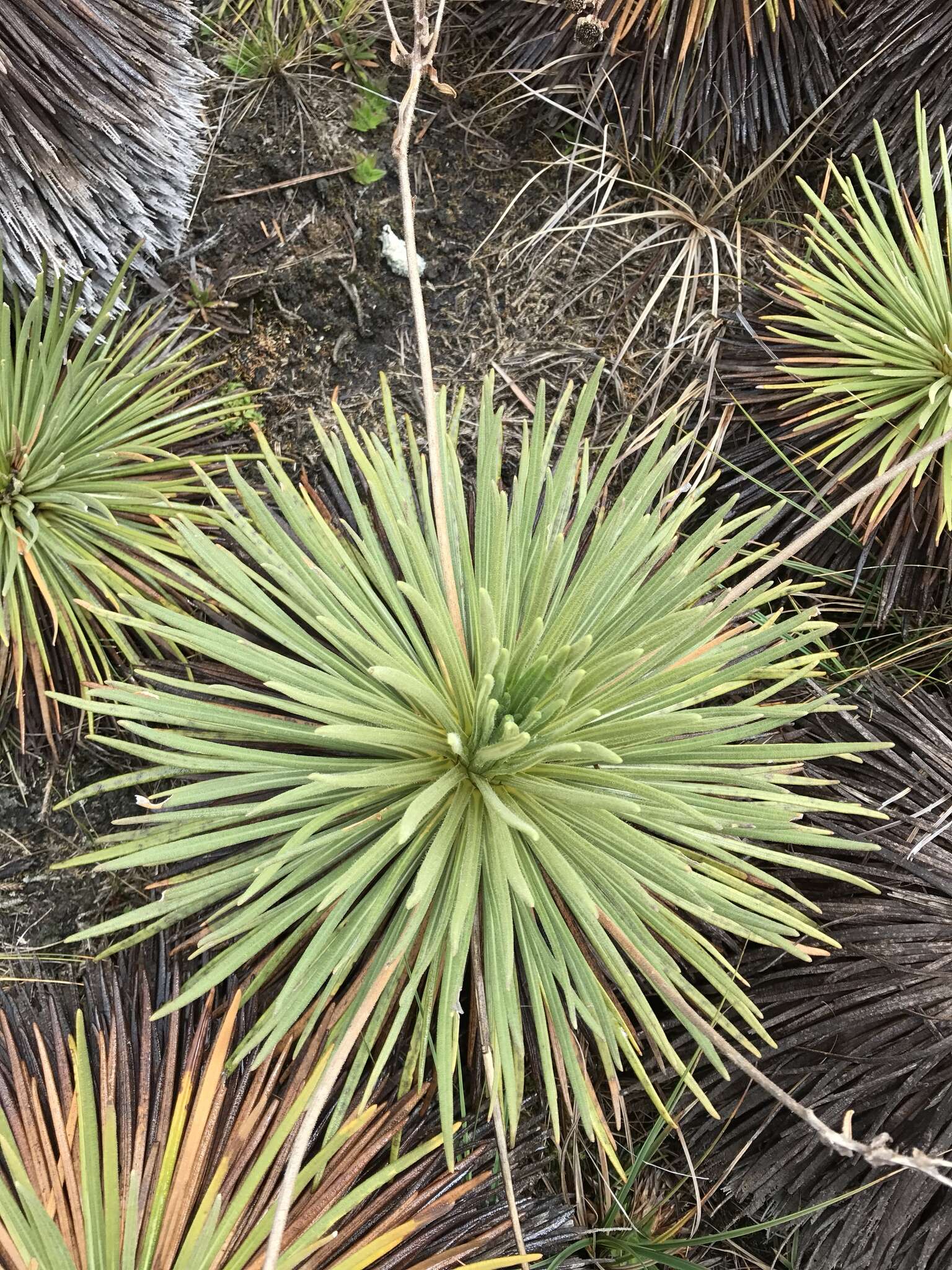 Image of Paramiflos glandulosus (Cuatrec.) Cuatrec.