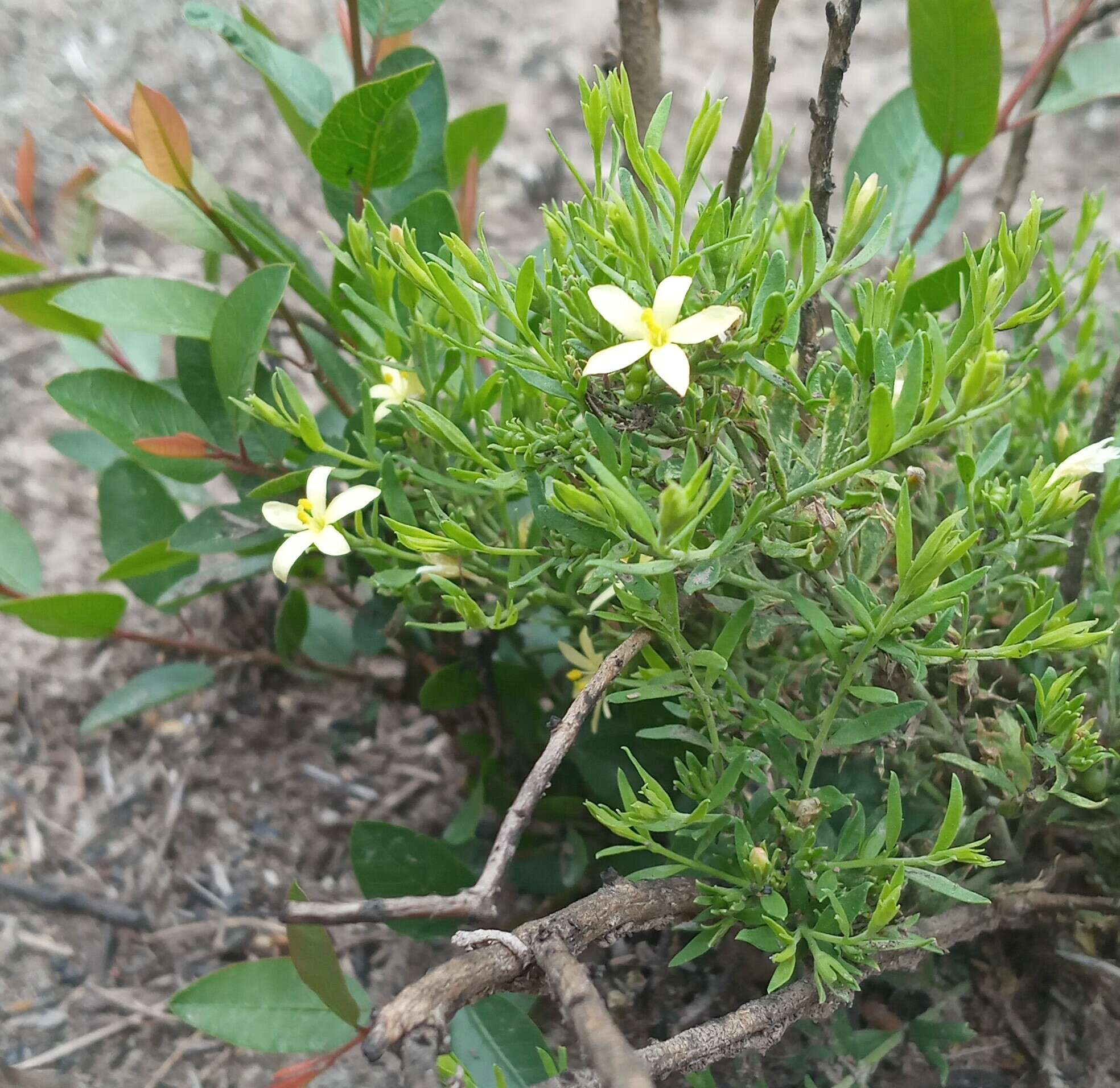 Plancia ëd Menodora integrifolia (Cham. & Schltdl.) Steud.