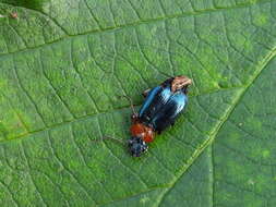 Image of Lebia (Lamprias) cyanocephala (Linnaeus 1758)