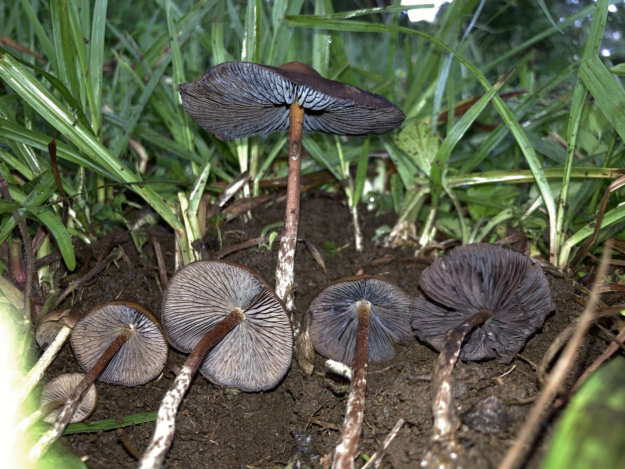 Plancia ëd Psilocybe subtropicalis Guzmán 1995