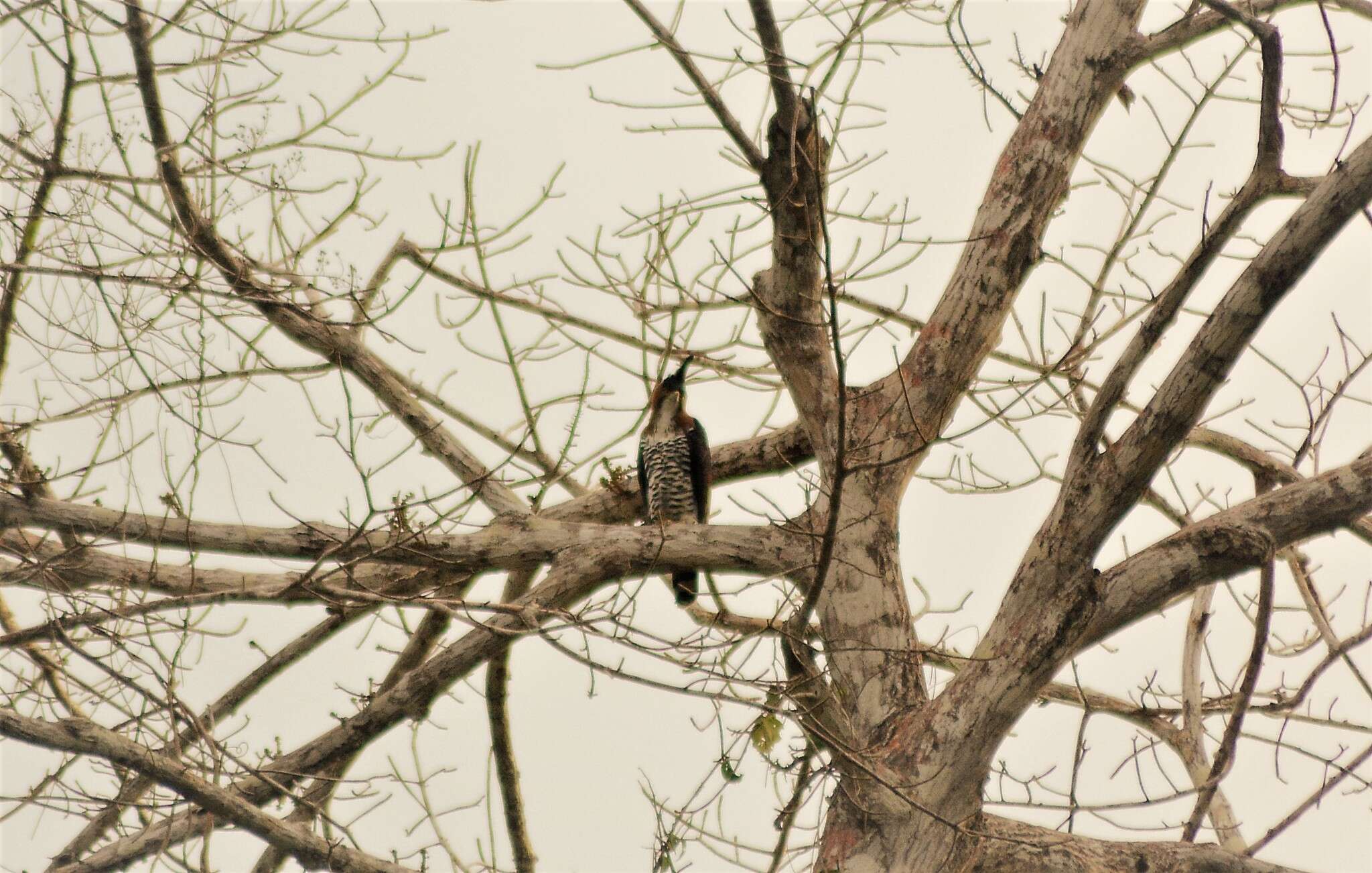 Spizaetus ornatus (Daudin 1800) resmi