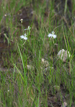 Pecteilis radiata (Thunb.) Raf. resmi