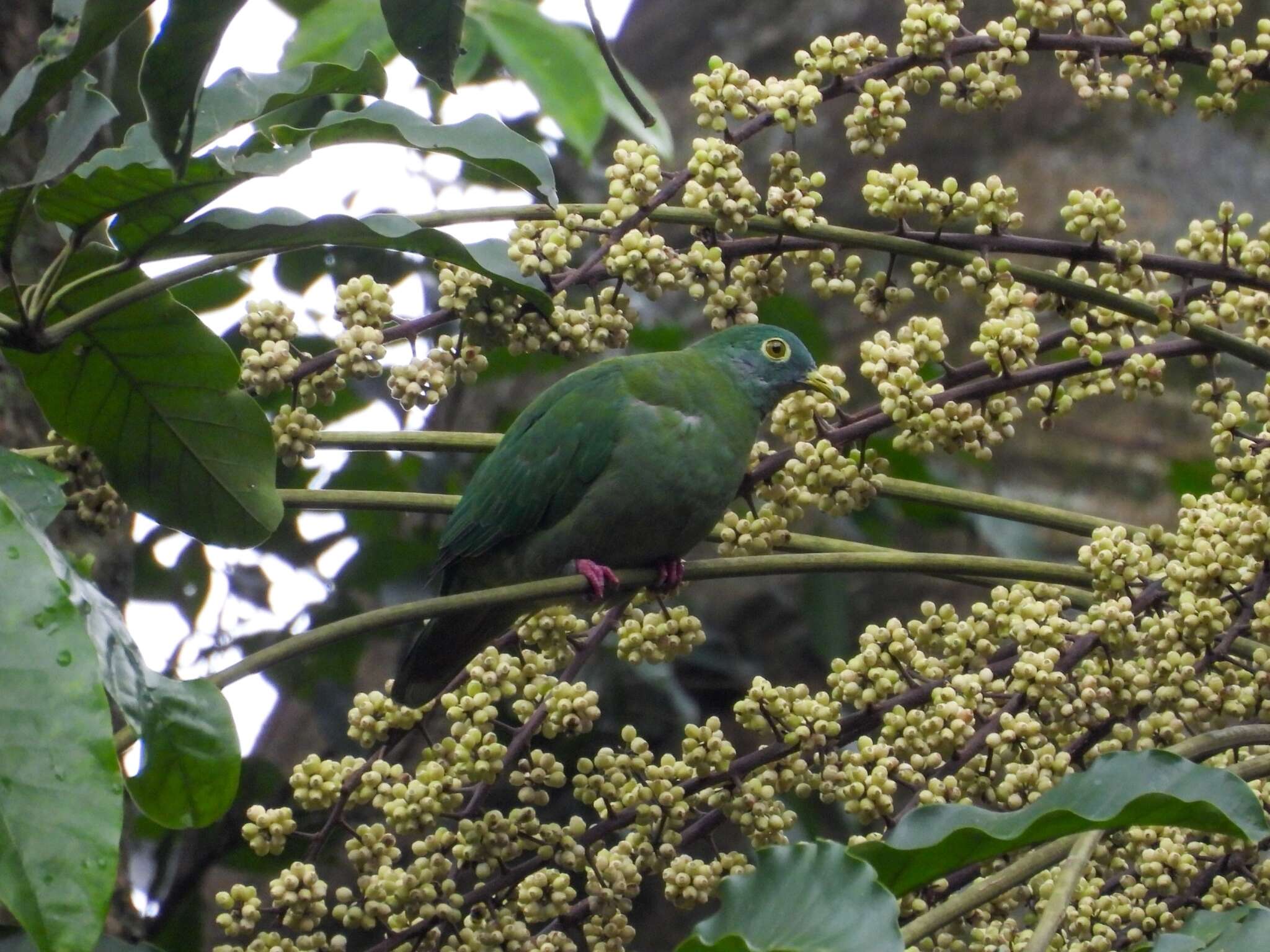 صورة Ptilinopus melanospilus (Salvadori 1875)