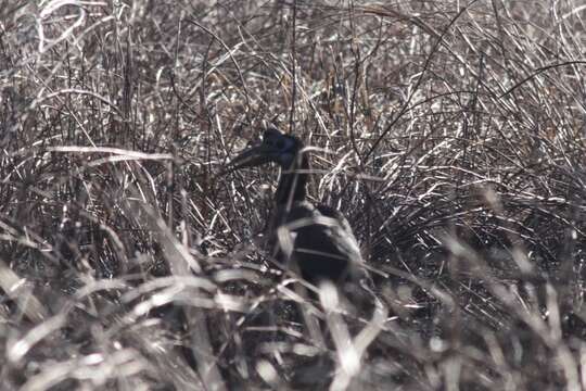 Image of Abyssinian Ground Hornbill