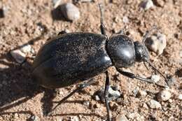 Image of Stenomorpha (Stenomorpha) convexicollis (Le Conte 1854)