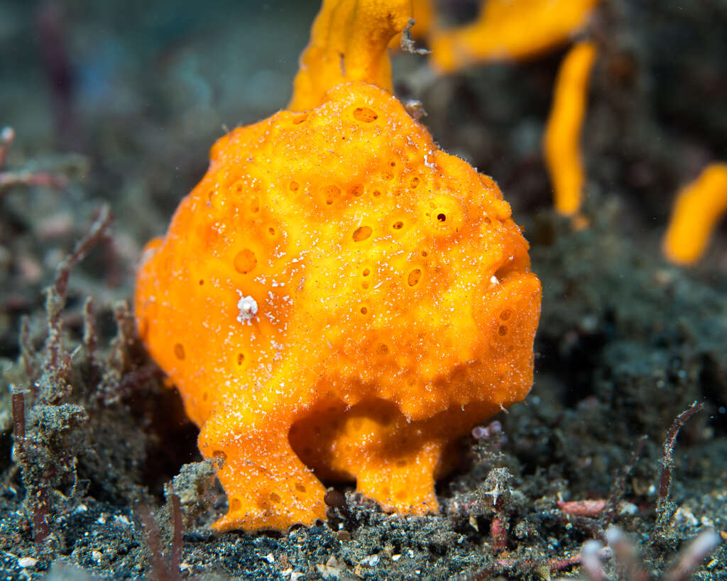 Image of Painted frogfish