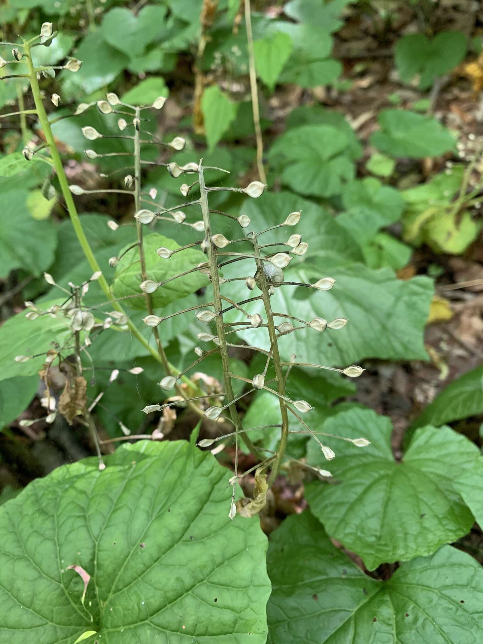 Imagem de Pachyphragma macrophyllum (Hoffm.) N. Busch