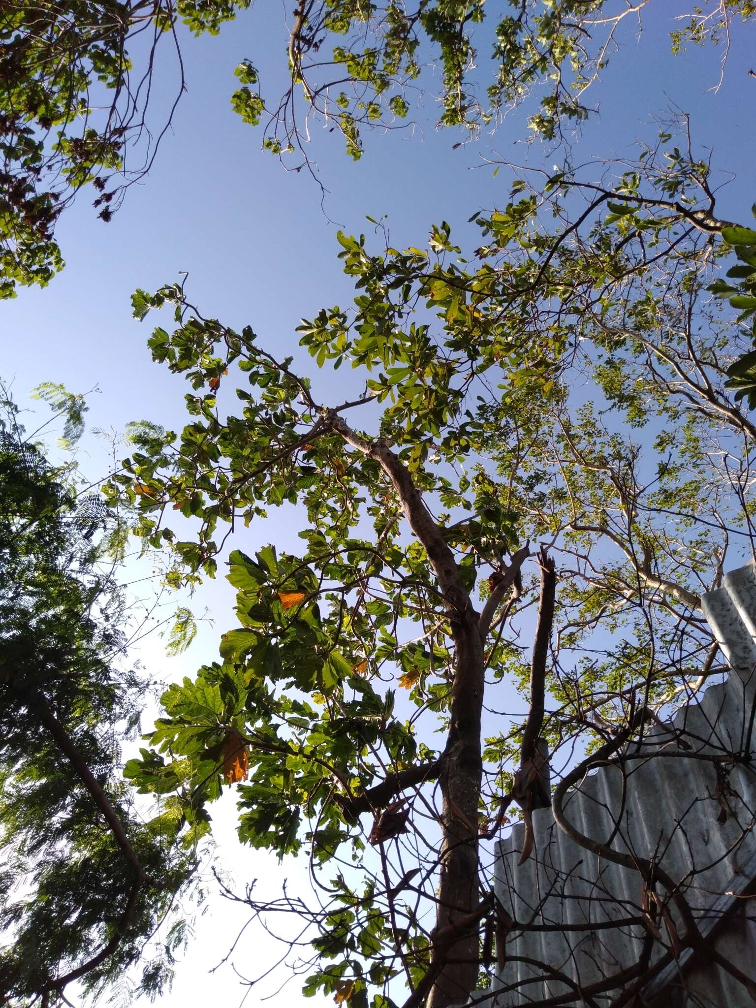 Image of Breadfruit Tree