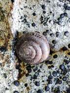 Image of mask snail