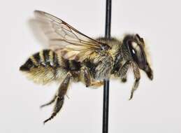 Megachile brevis Say 1837 resmi