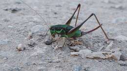 Image of Eupholidoptera tyrrhenica Allegrucci, Massa, Trasatti & Sbordoni 2014