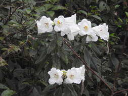 صورة Rhododendron lindleyi T. Moore