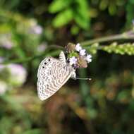 Image of Leptotes trigemmatus (Butler 1881)