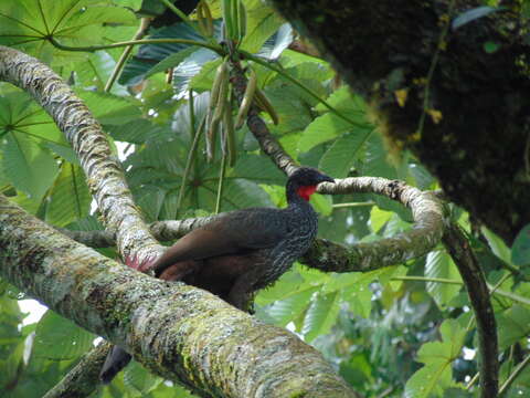 Image of Cauca Guan